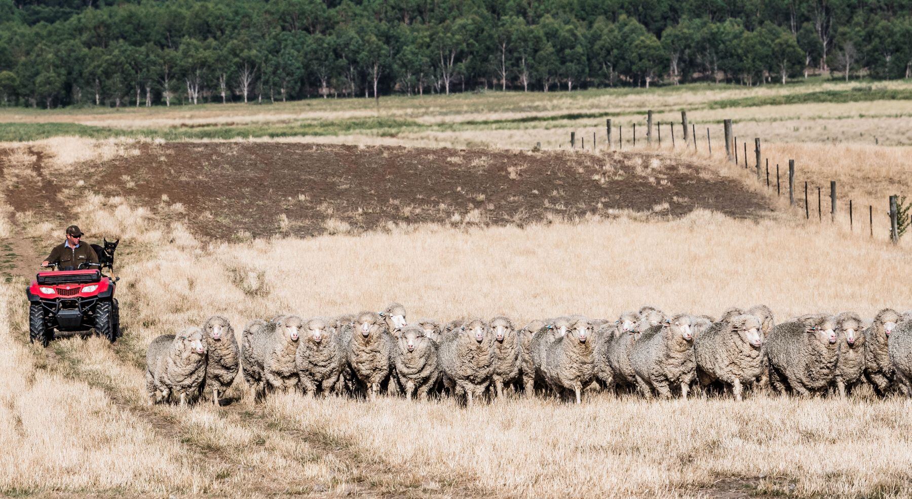 Weekly Sheep & Lamb Market Report - Week ending Friday, September 6