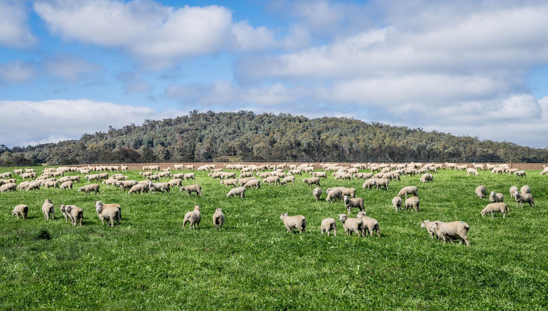 Weekly Sheep & Lamb Market Report - Week ending Friday, October 4