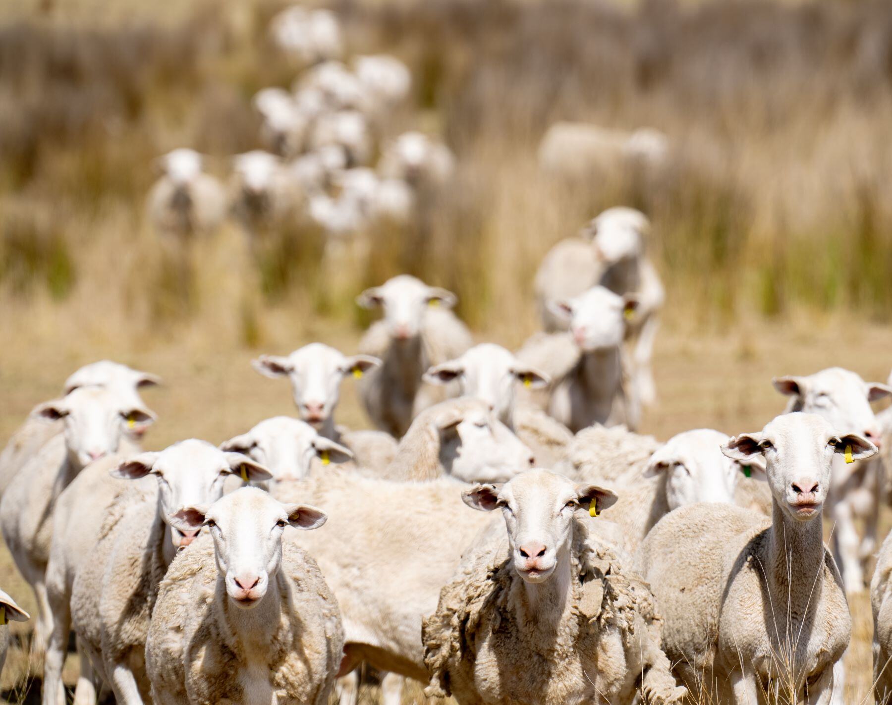 Weekly Sheep & Lamb Comments - Week ending Friday 16th August