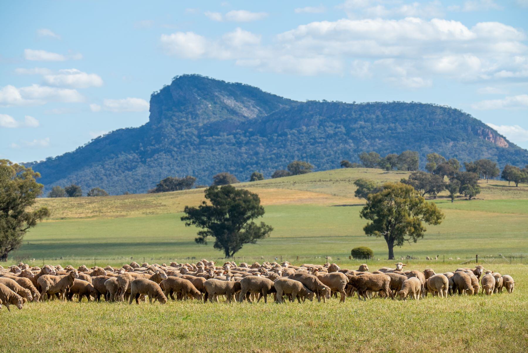Weekly Sheep & Lamb Comments - Week ending Friday 26th July