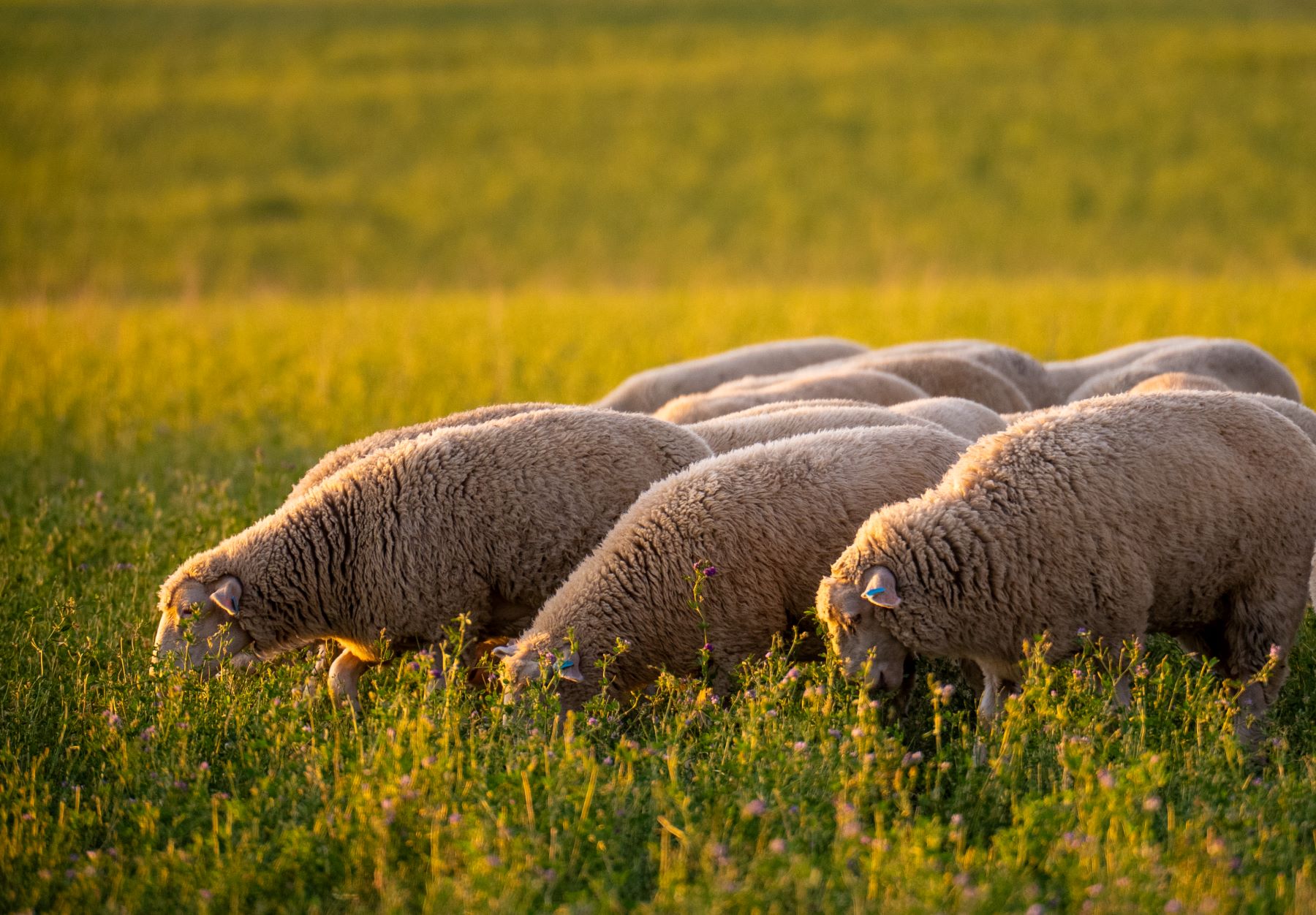 Weekly Sheep & Lamb Comments - Week ending Friday 12th April