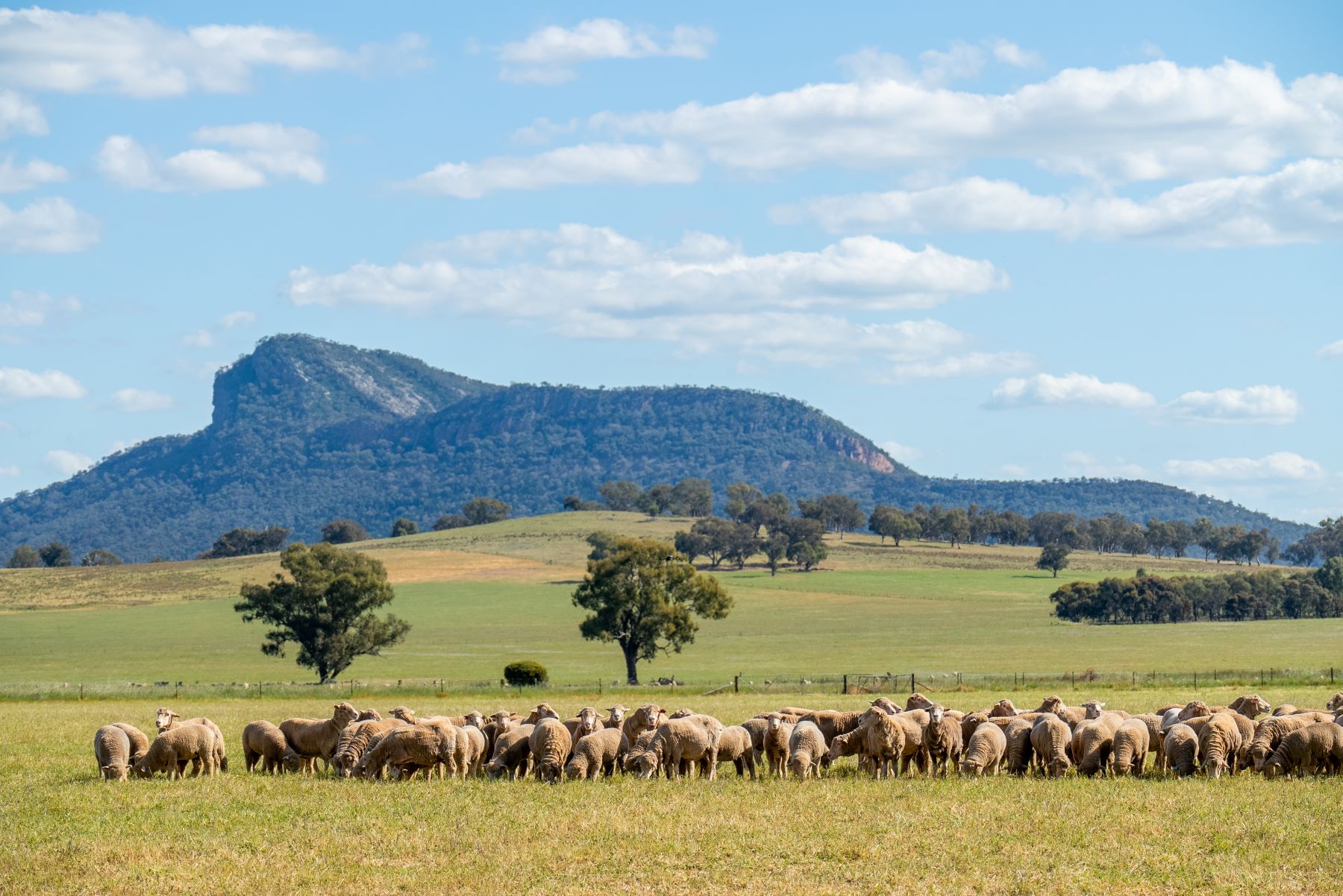 Weekly Sheep & Lamb Market Report 2024
