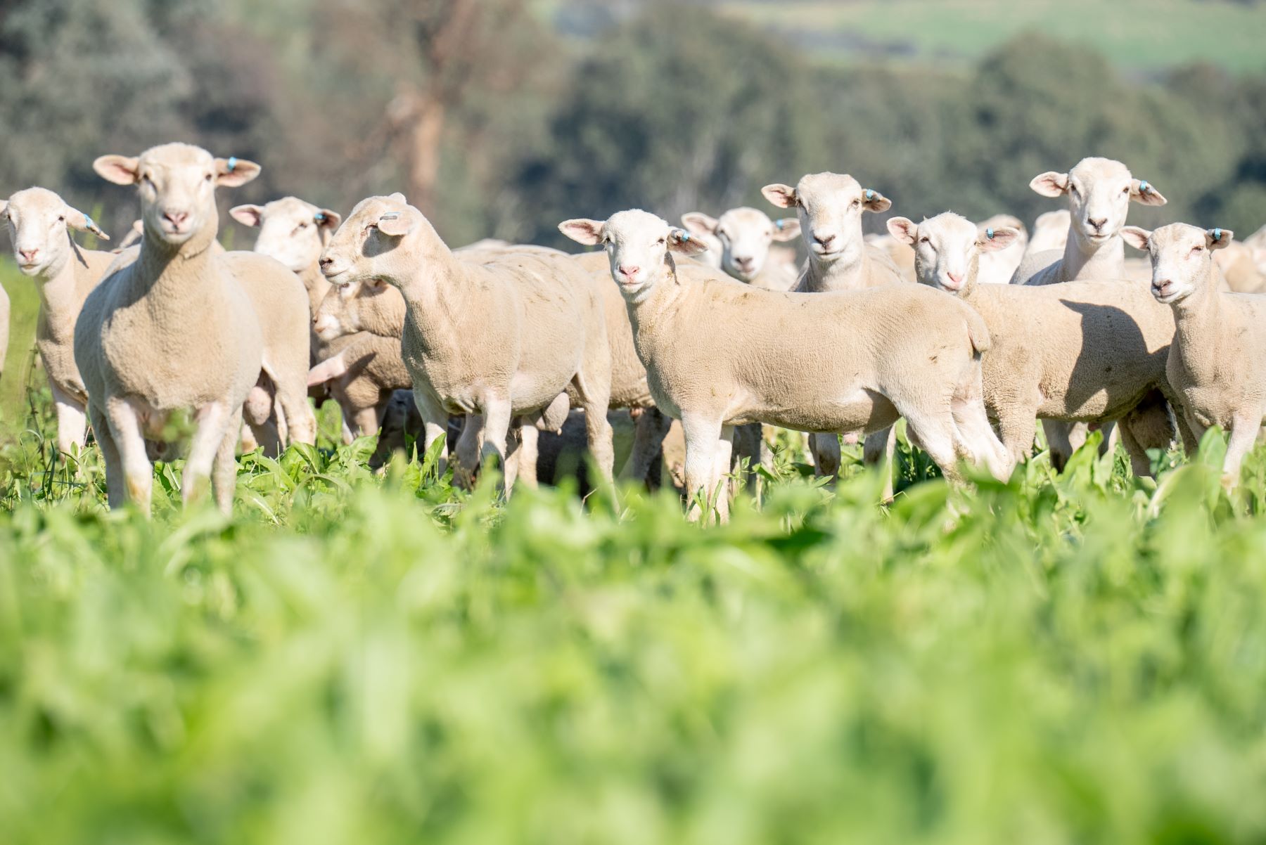 Weekly Sheep & Lamb Comments - Week ending Friday 3rd May