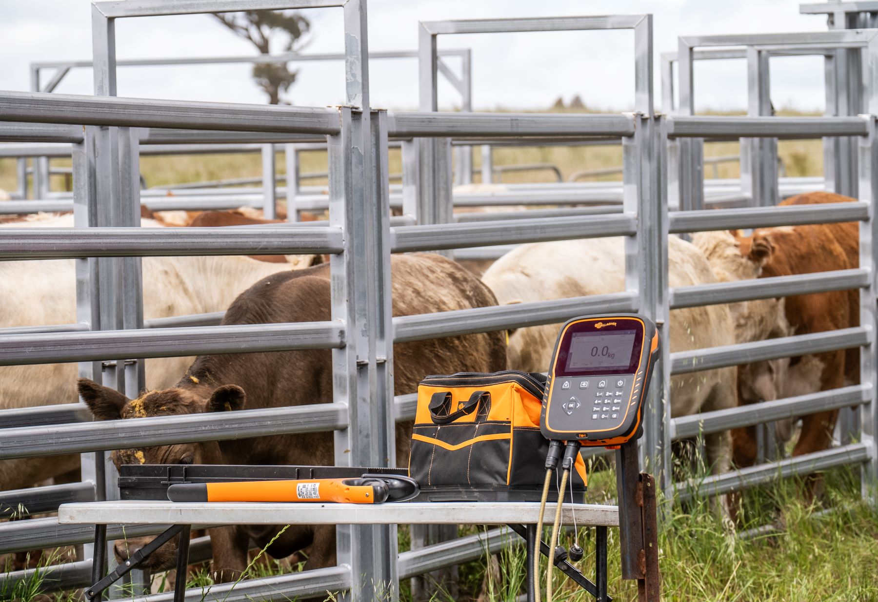 Cattle carcase weights continue to rise