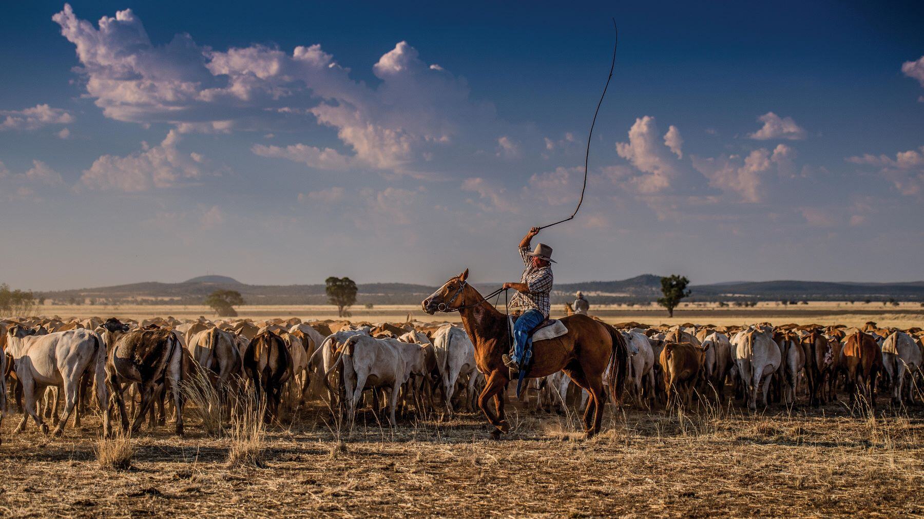 All roads lead to Rockhampton for Brahman Week
