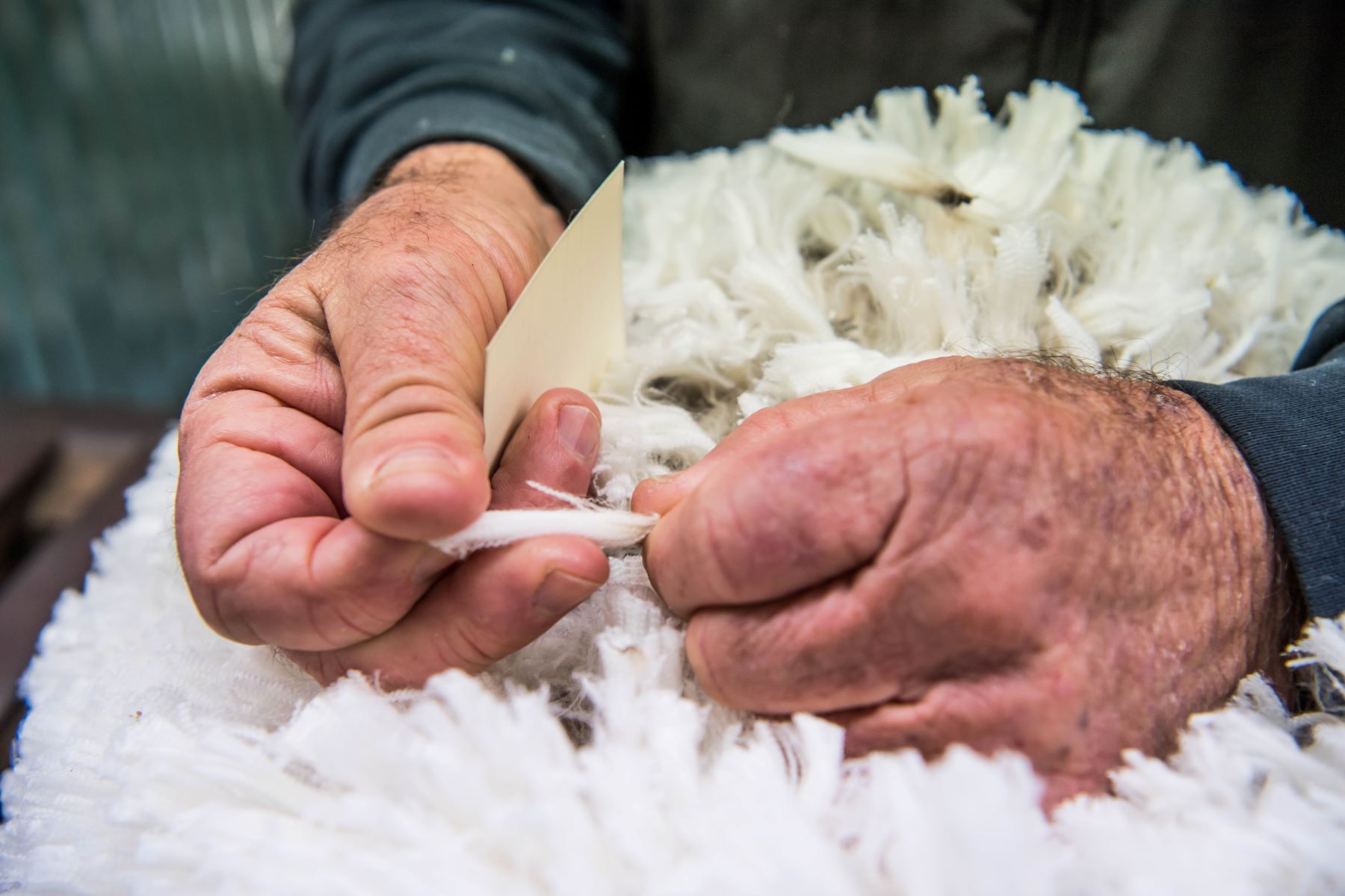 Wool industry calls for unity in mulesing strategy