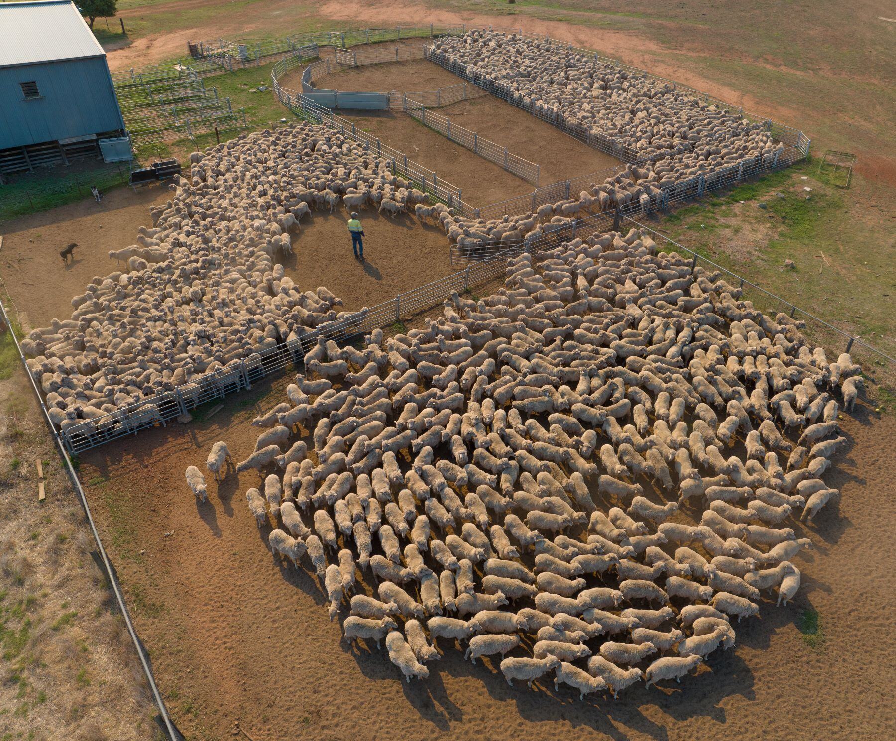 Tom's Market Muster: Check out the latest movements in the livestock markets