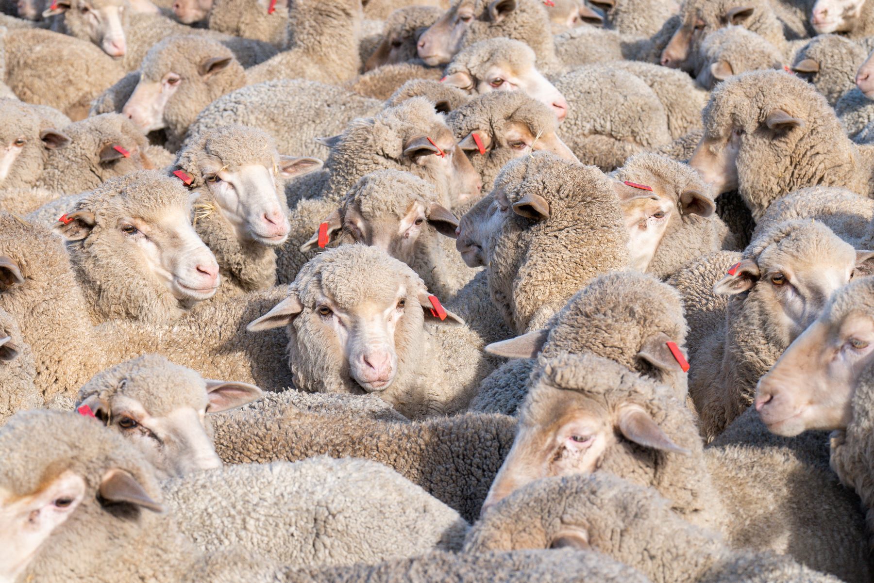Weekly Sheep & Lamb Comments - Week ending Friday 22nd March