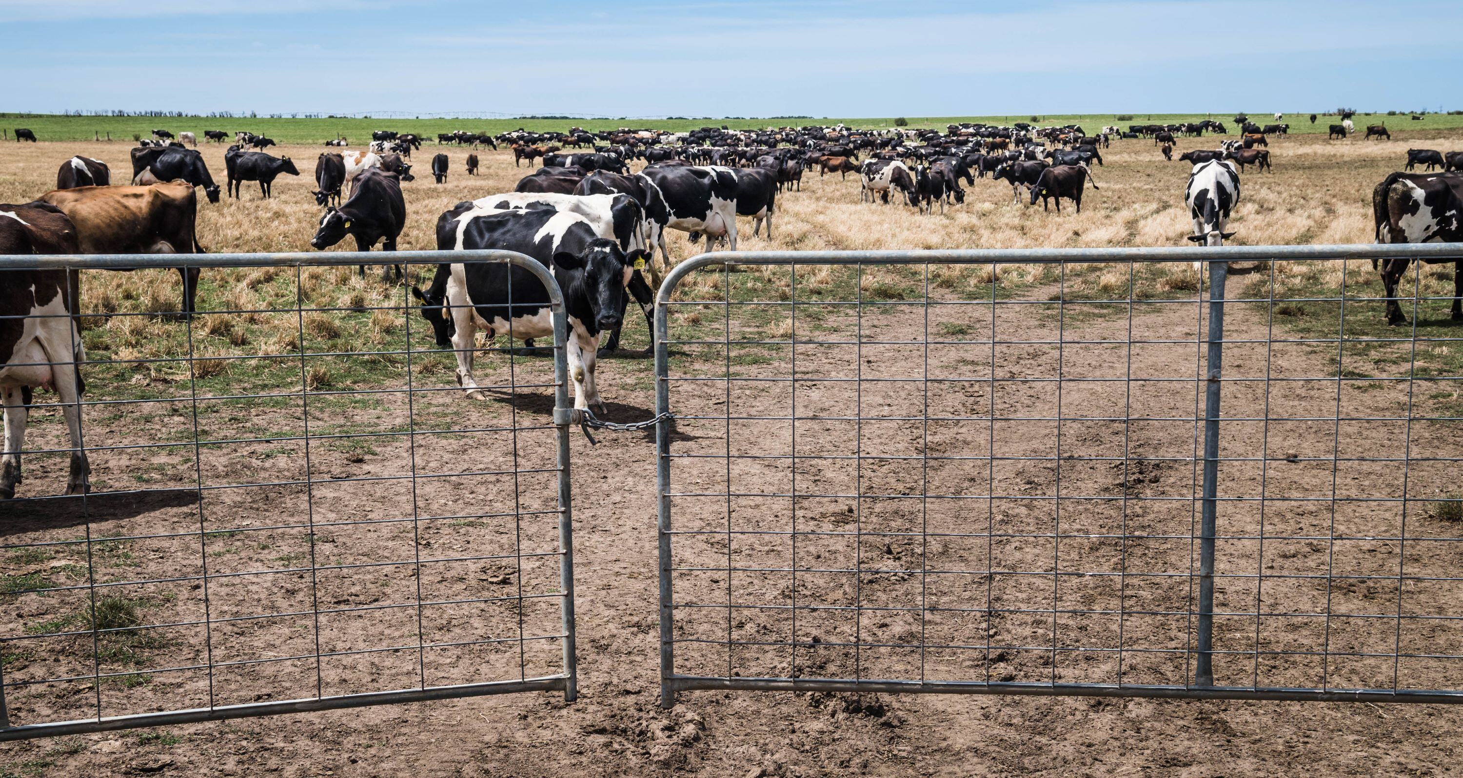 Avian flu has infected dairy cows in more than a dozen states – a microbiologist explains it's spreading