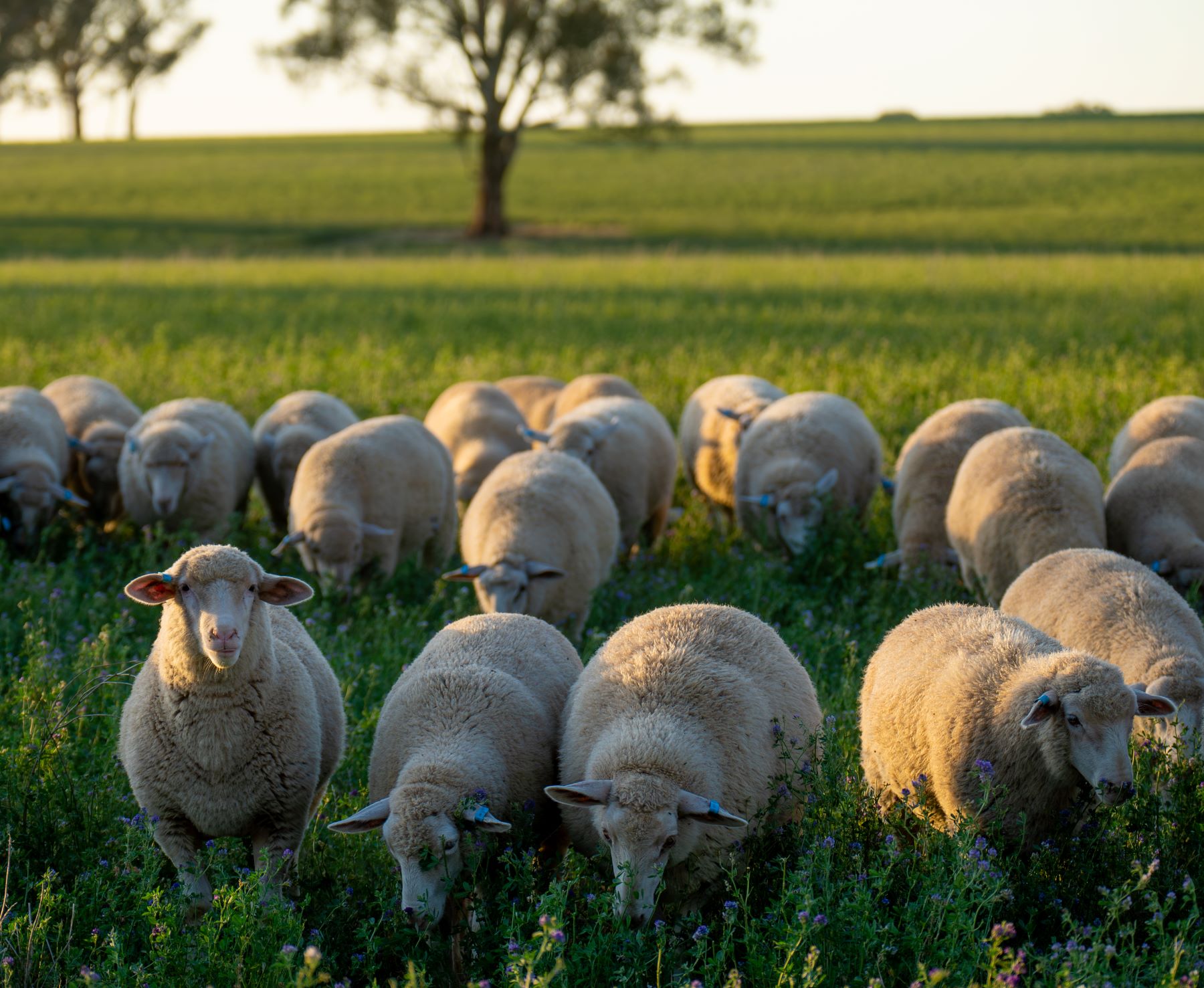 Australian sheep flock to decline as lamb slaughter breaks record for second consecutive year