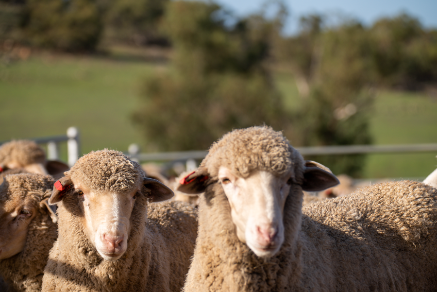 Weekly Sheep & Lamb Comments - Week ending Friday 23rd August