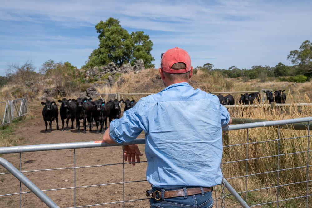 Dusting off the crystal ball to get livestock market insights for 2025