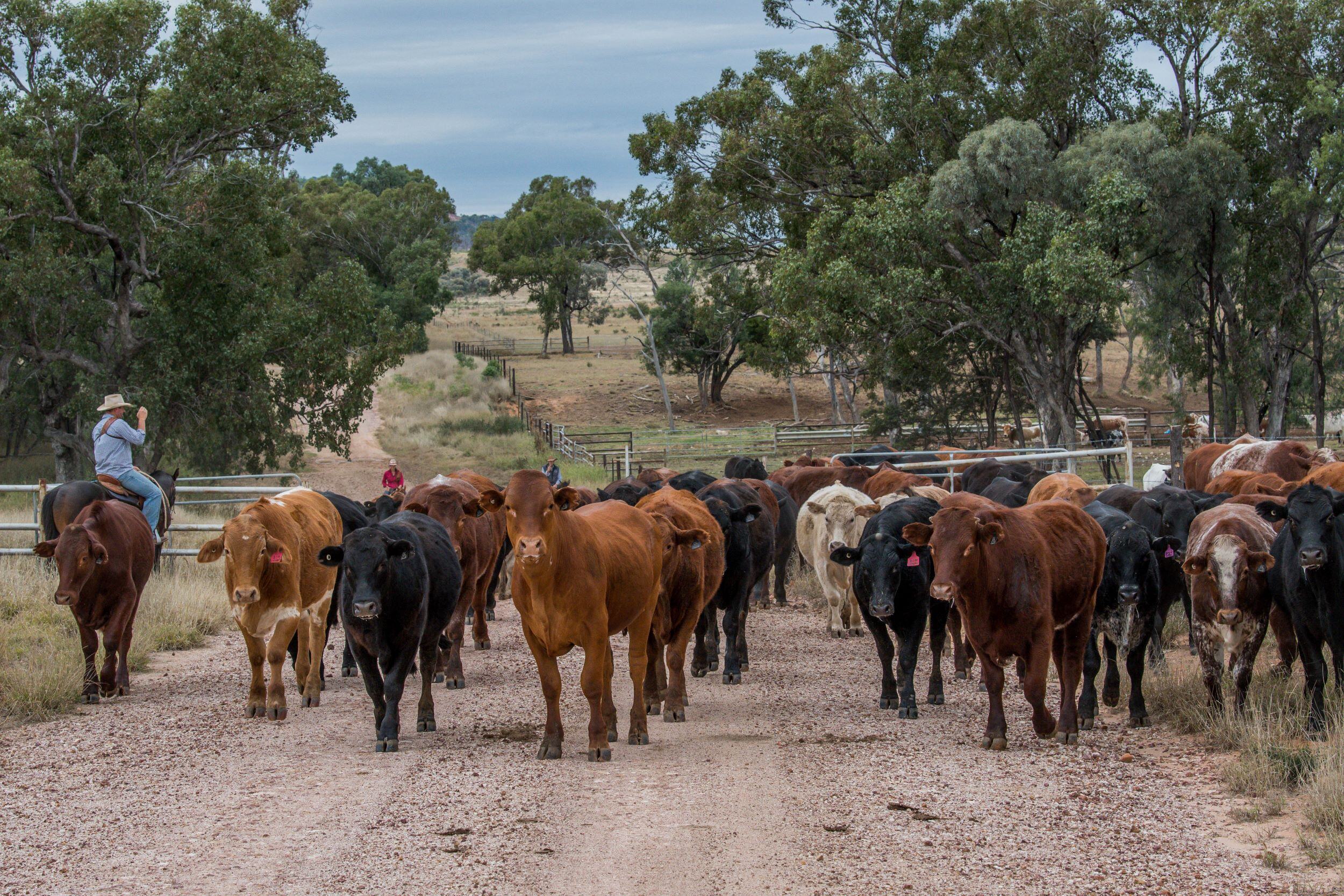 Chinese stimulus package signals Aussie beef export woes