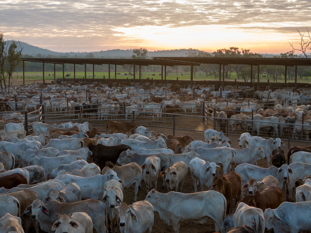Australia's beef exports surge to nearly 75% as USA leads market shift