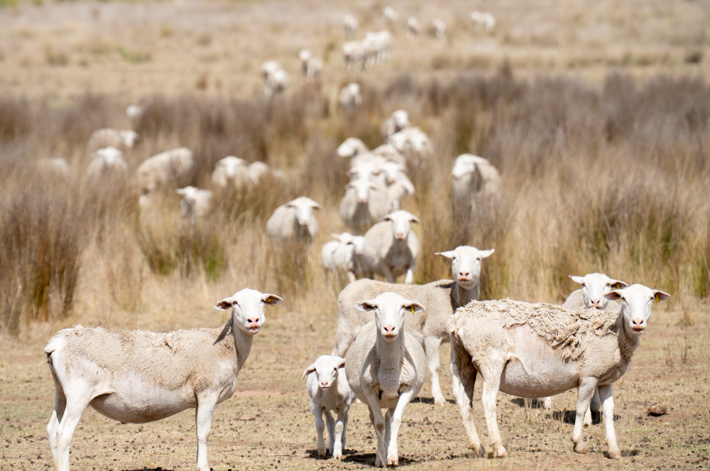 The rise of the shedder