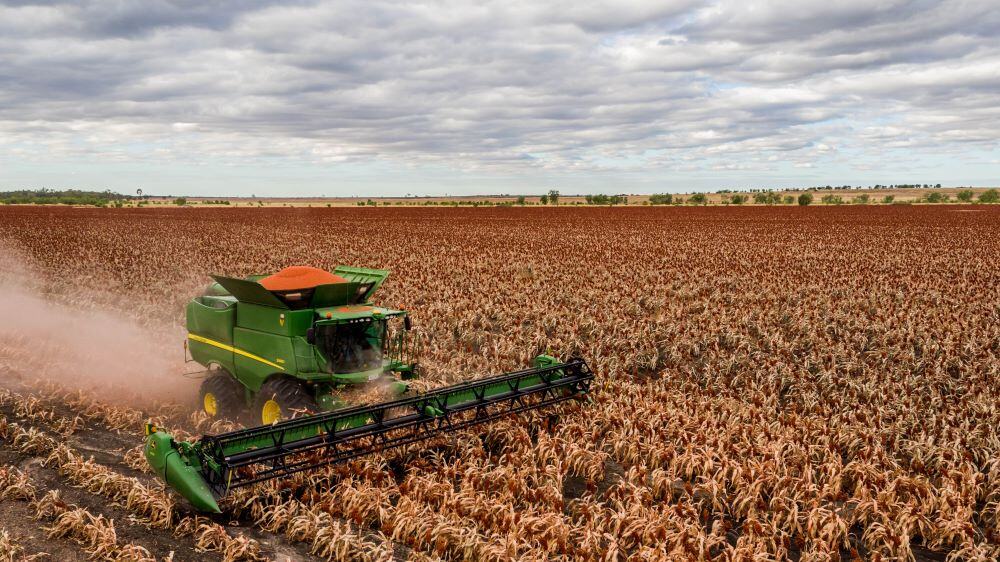 The pest putting sorghum to the test - understanding the fall armyworm