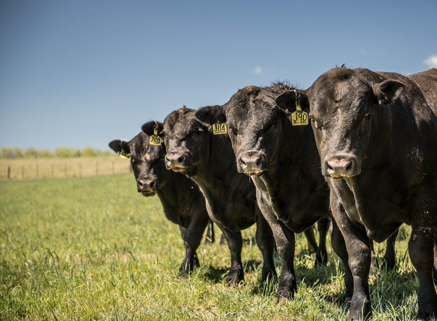 Weekly Cattle Comments - Week ending Friday 31st May
