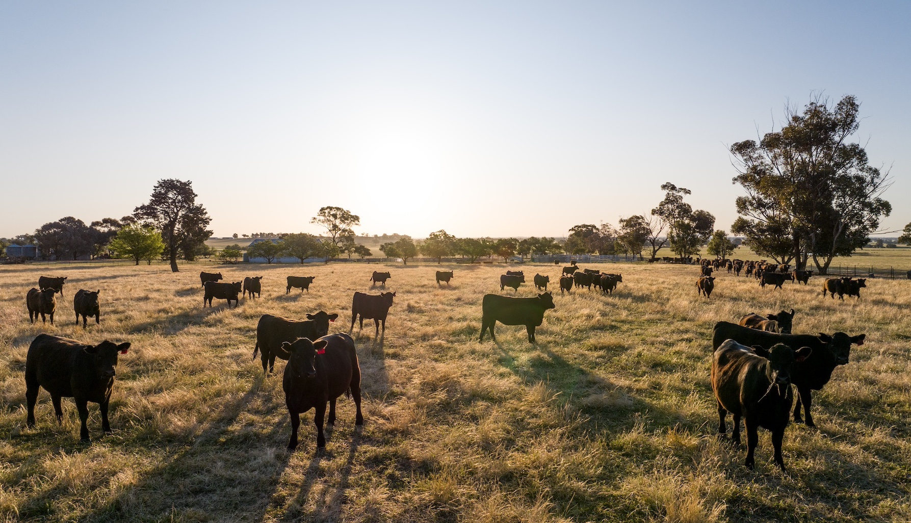 Q3&4 Cattle Power Rankings: Who was buying and who was selling?