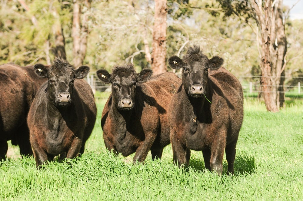 Angus: Breed Breakdown May 2021
