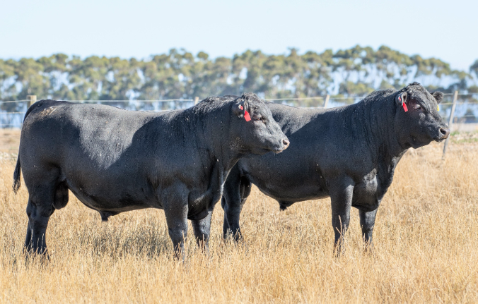 What did bull sales do in July?