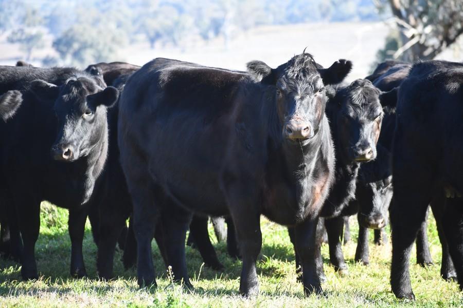 Spring 2023 Cattle Price Forecast