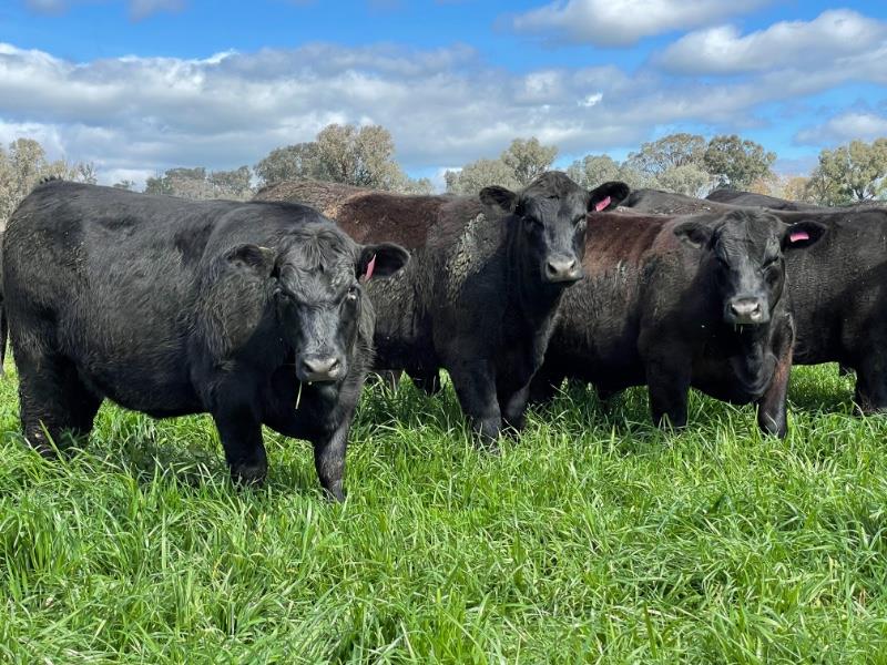 Steady supplies to hit sizzling market