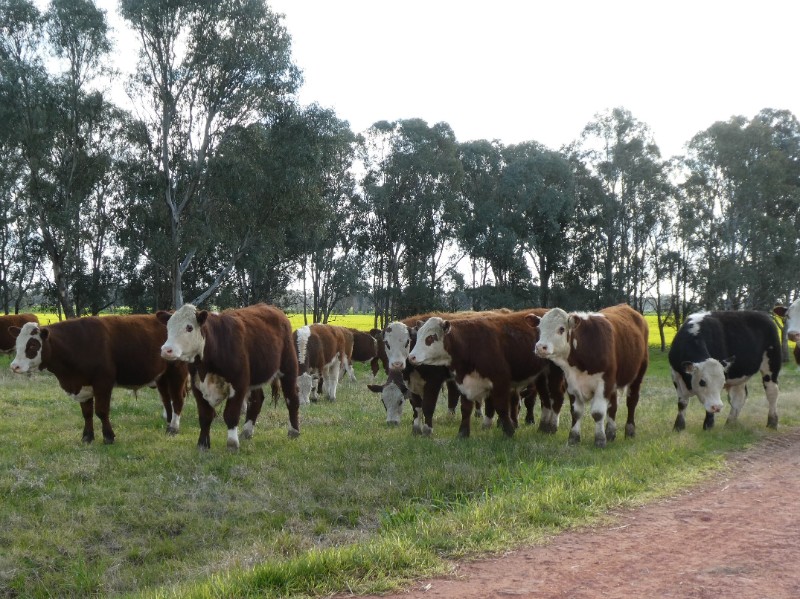 All Hands On Deck - AuctionsPlus Cattle Sales Friday 20th August