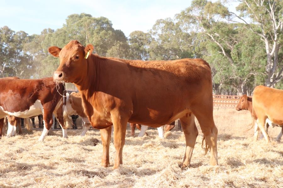 Weekly Cattle Comments - Week ending Friday 15th March