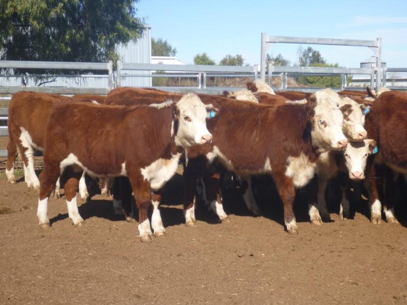 The Fall and Rise of Auctionsplus Steer Weights
