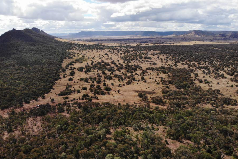 Cattle Australia to develop deforestation definition in EU pushback