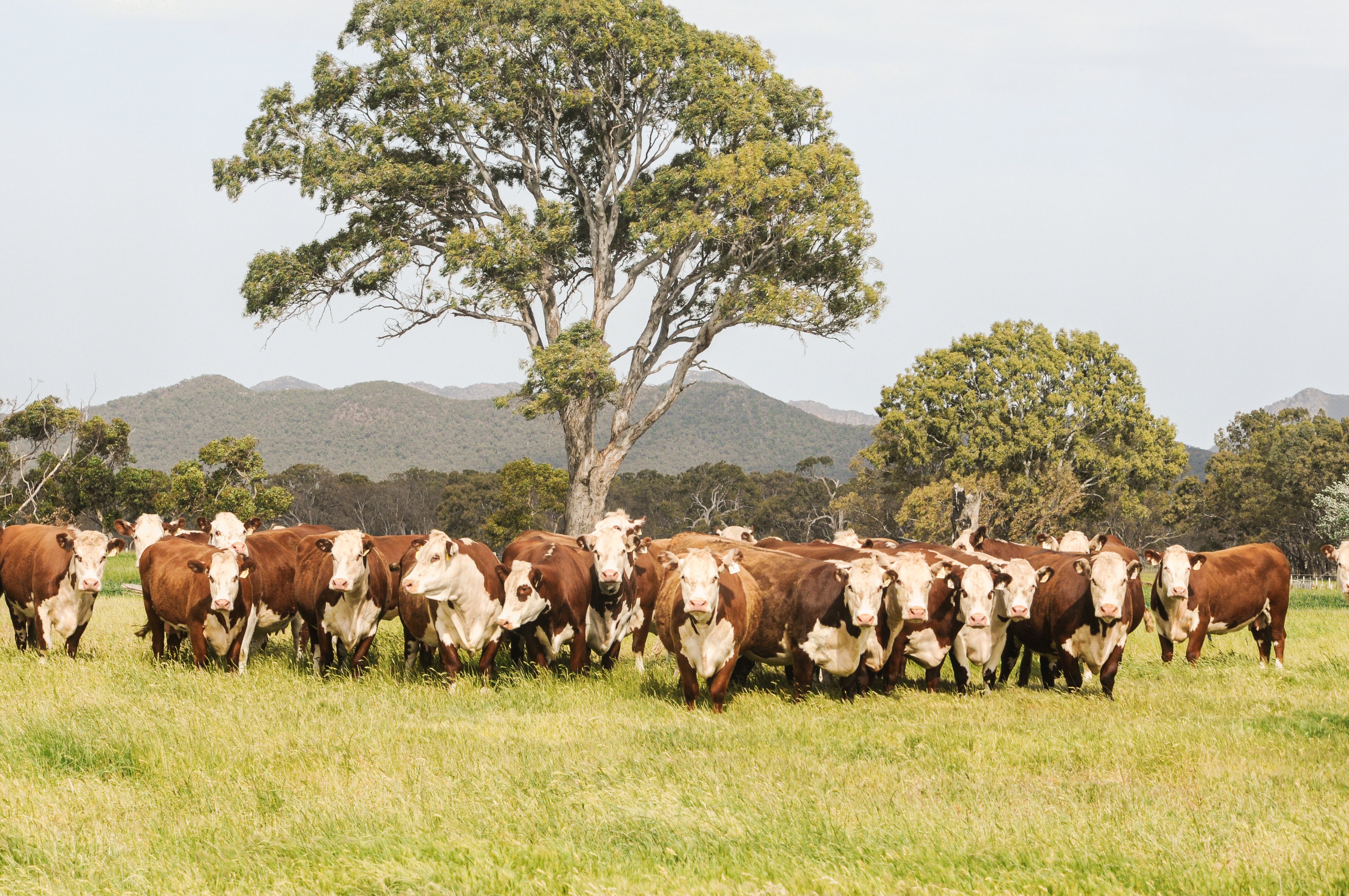 59th Herefords Australia National Show & Sale: Top Results