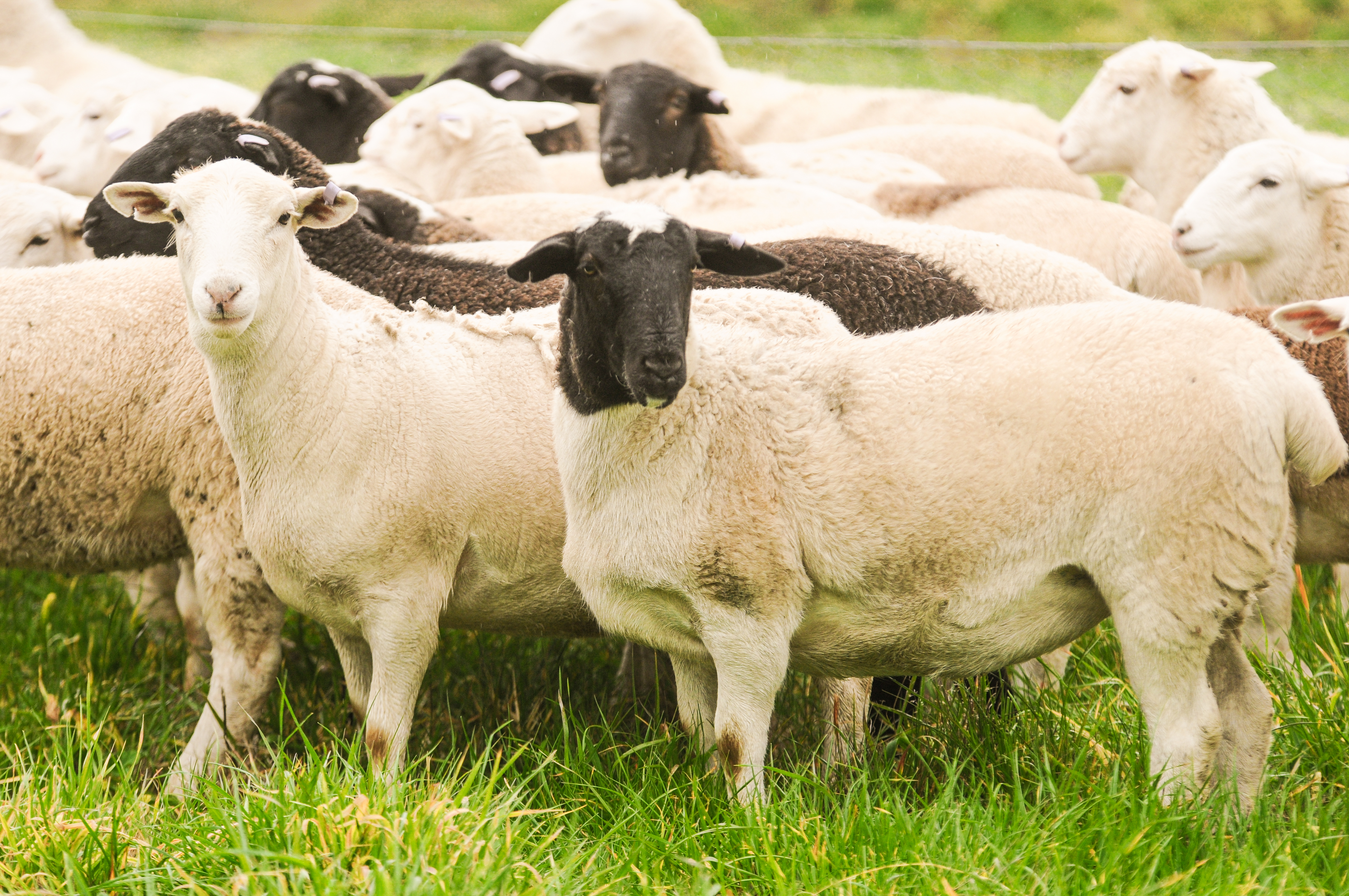 AuctionsPlus premiums for commercial sheep and lamb remain at all-time highs