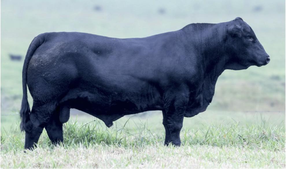 Bull sale to support Angel Flight in honour of rural vet