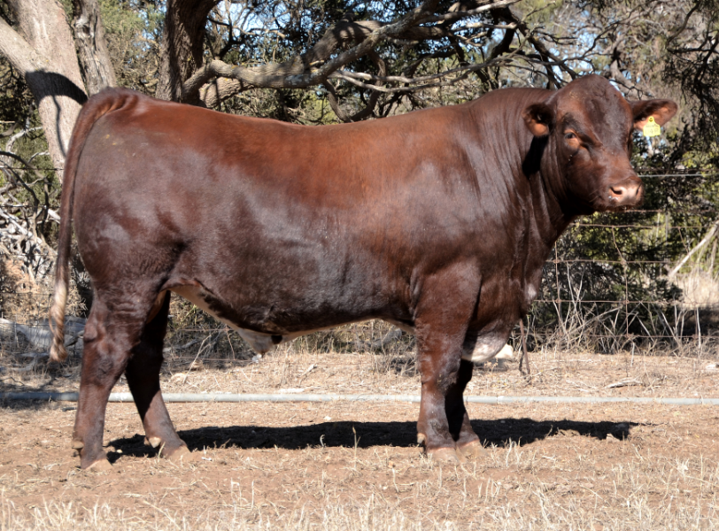 Shorthorns shine amid southern stud sale success