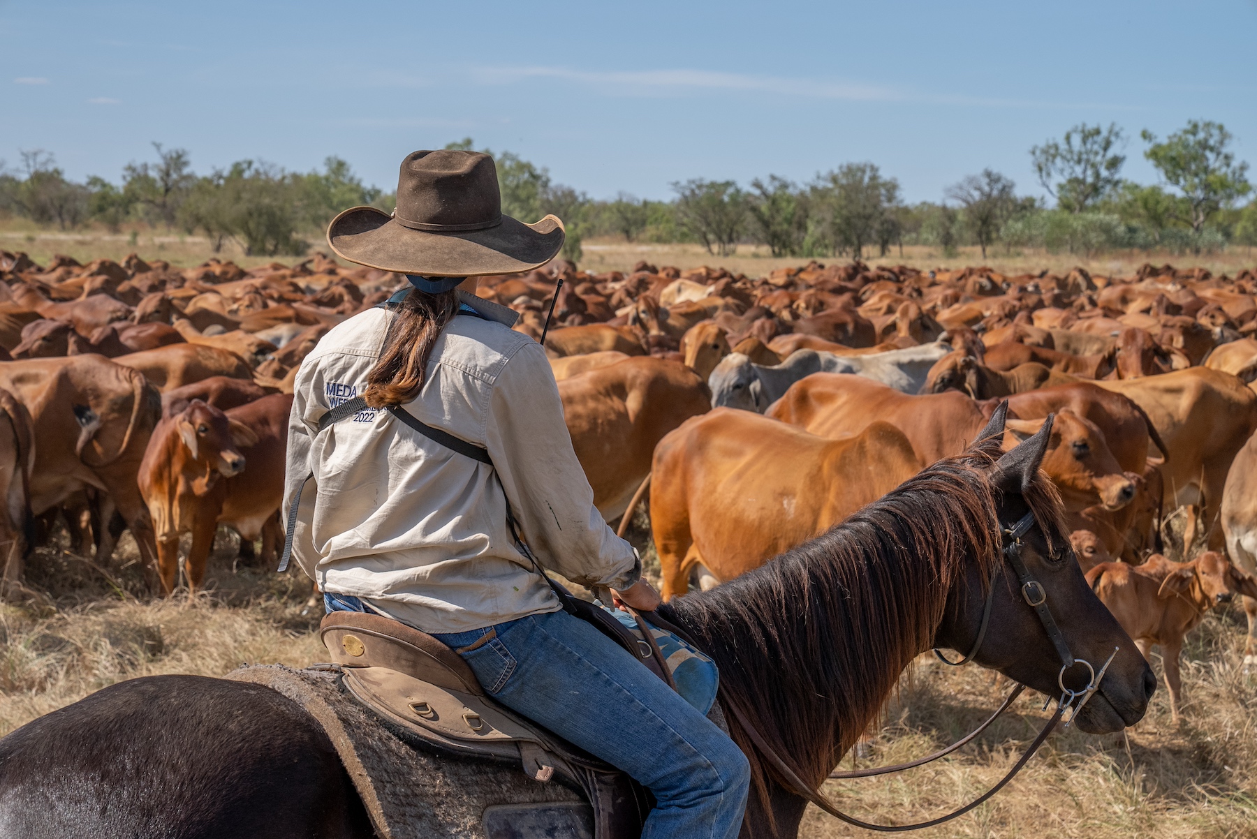 Livestock revenue to drop 12% in FY24: ABARES
