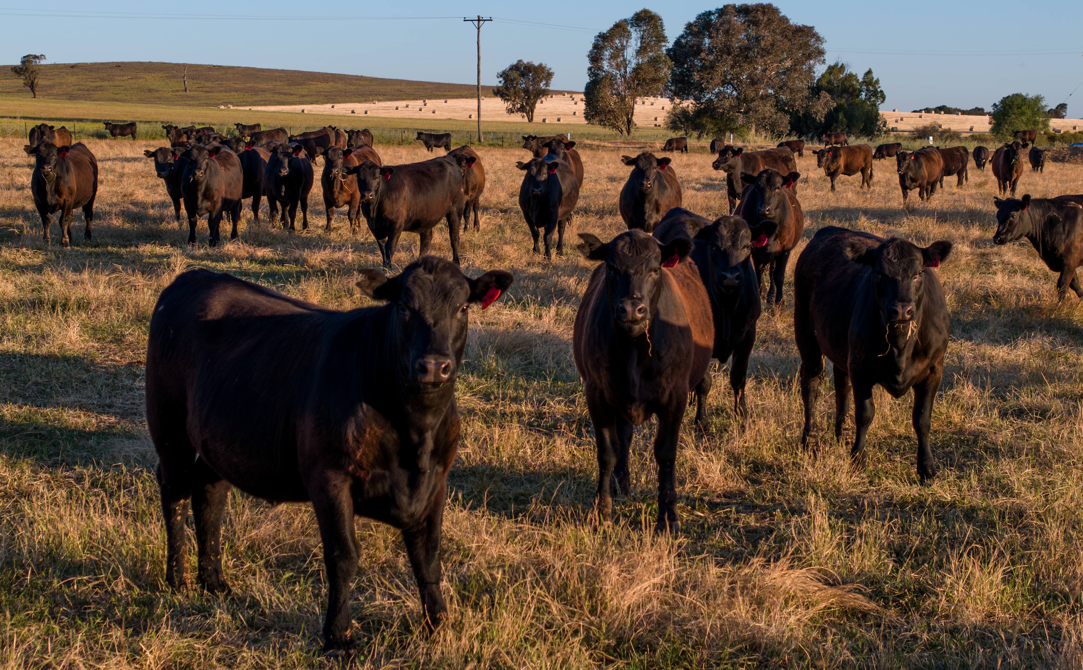 Australian beef defies declining global production trend