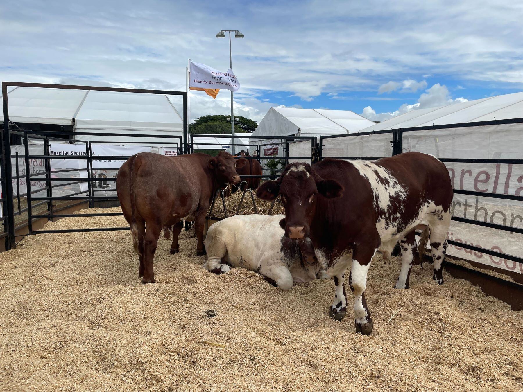 How to future 'proof' selling Aussie beef into the EU