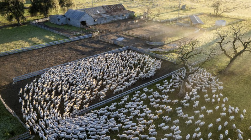 Berryjerry Station: A rare Riverina mixed-farming powerhouse hits the market