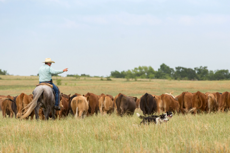 Biosecurity Levy: greater transparency needed