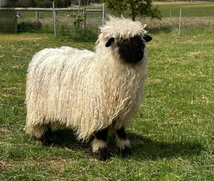 On the fourth day of Christmas: Blacknose Valais is crowned top priced ewe of 2024