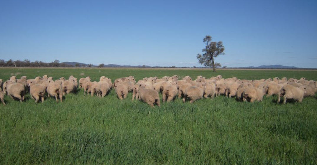 Property Roundup: $60m-listed Paraway Pastoral station sold