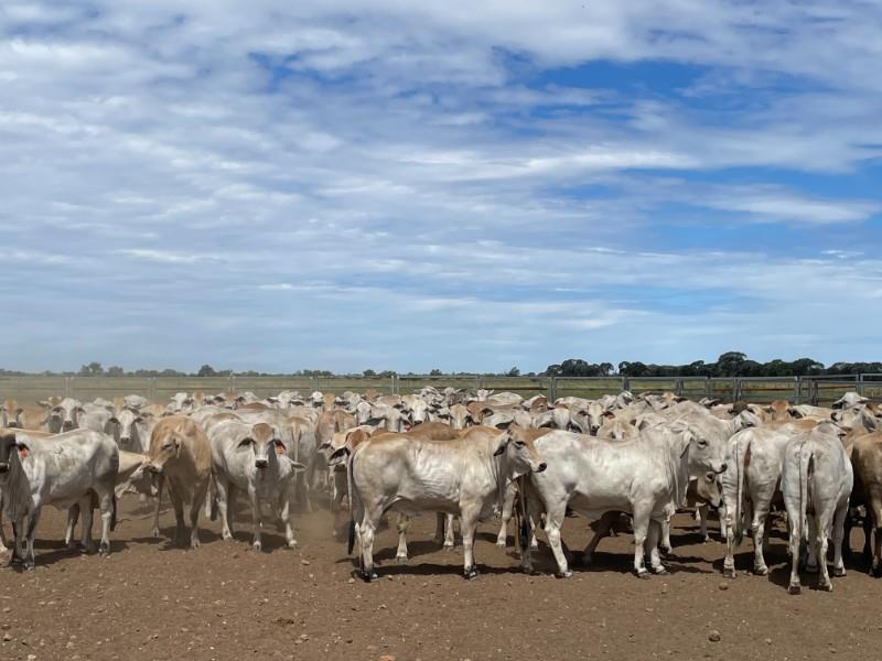 Further evidence suggests the cattle market is transitioning into liquidation