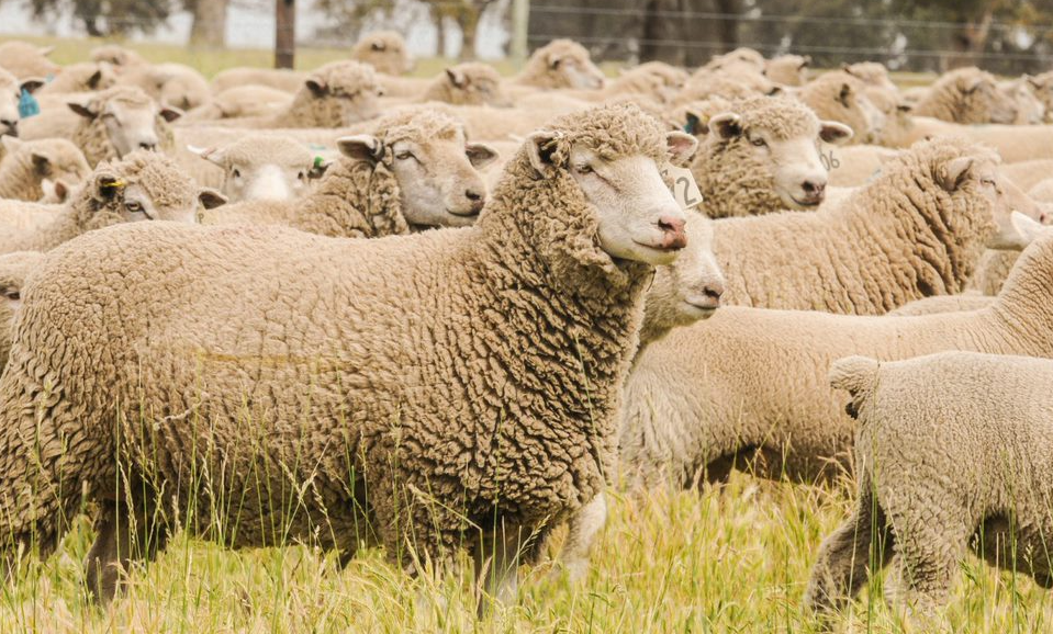 Weekly Sheep & Lamb Comments - Week ending Friday 8th April 2022