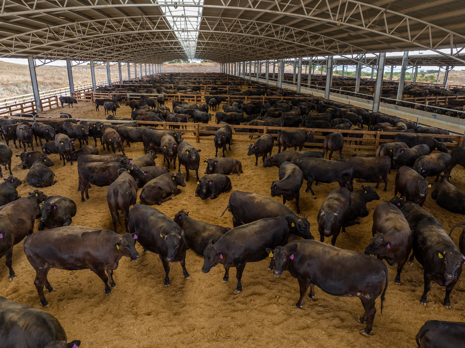 Protein margins to remain tight in 2024: Rabobank