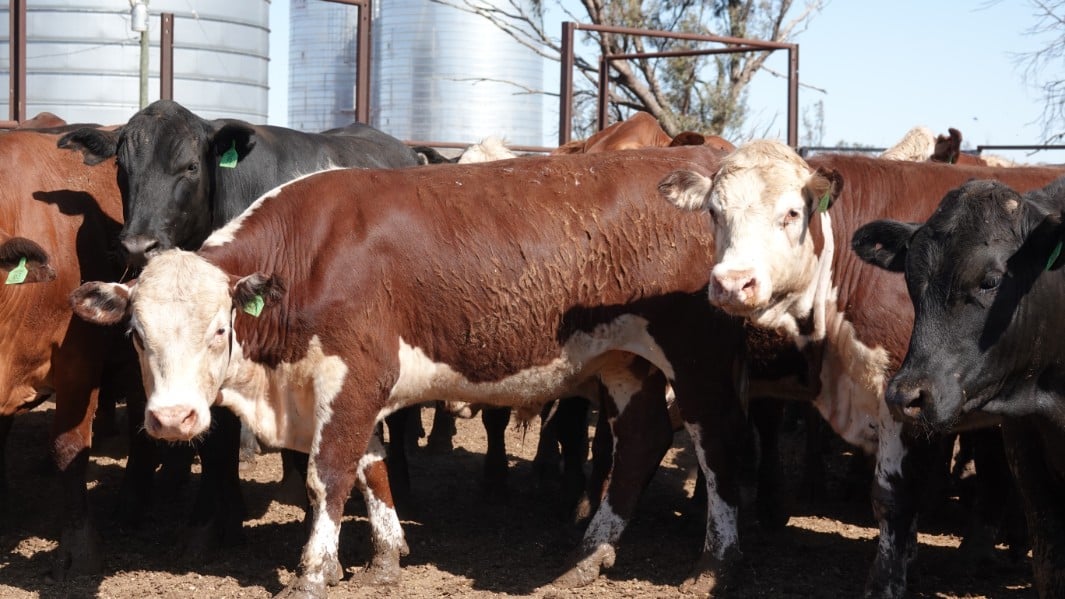 Fuel to the fire – lowest cattle offering in three months