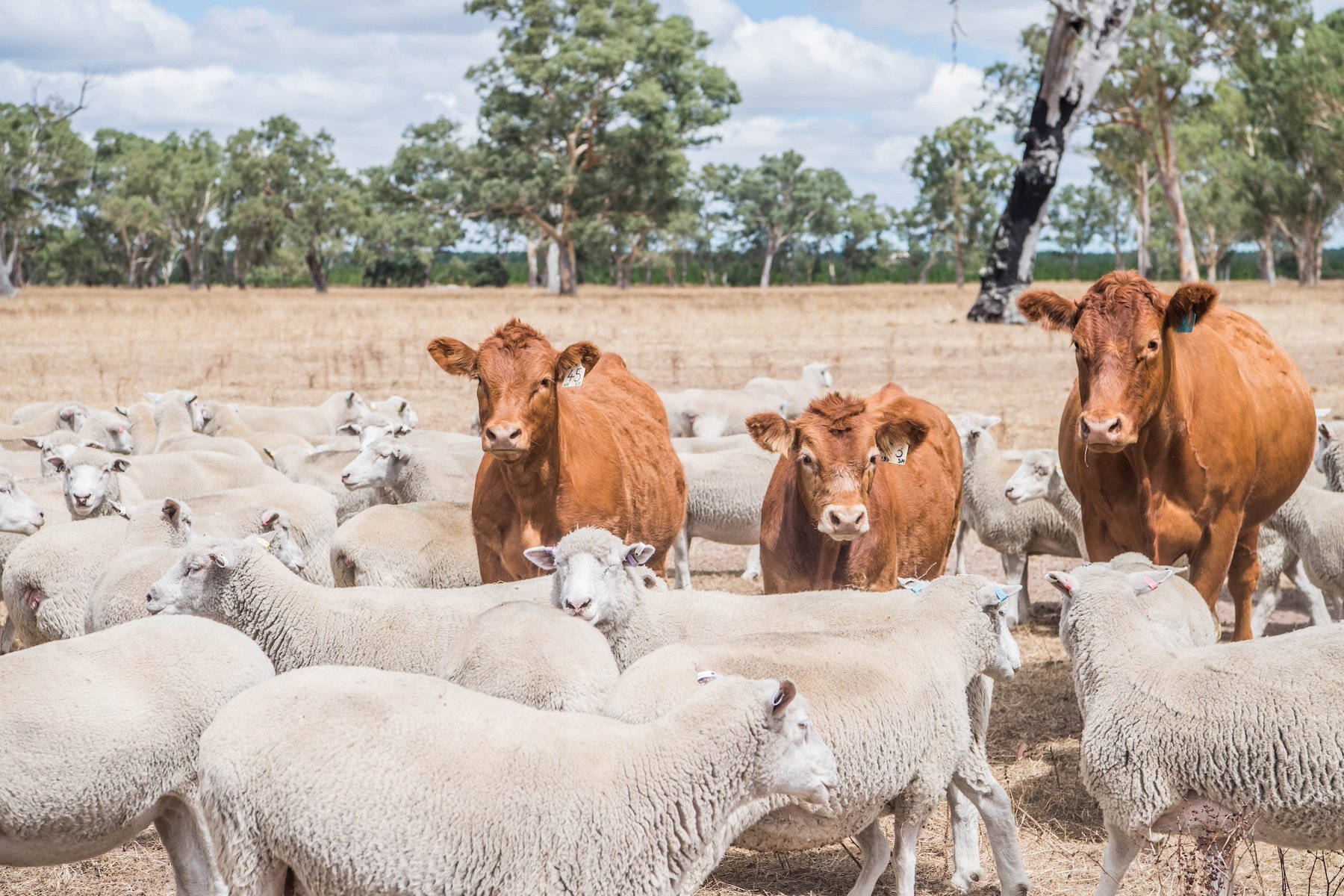AgWatchers+ EP8: Betting on wheat, mutton record and China slowdown