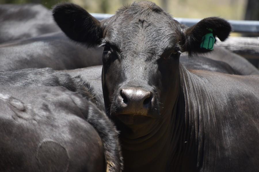 Weekly Cattle Comments - Week ending Friday 8th March