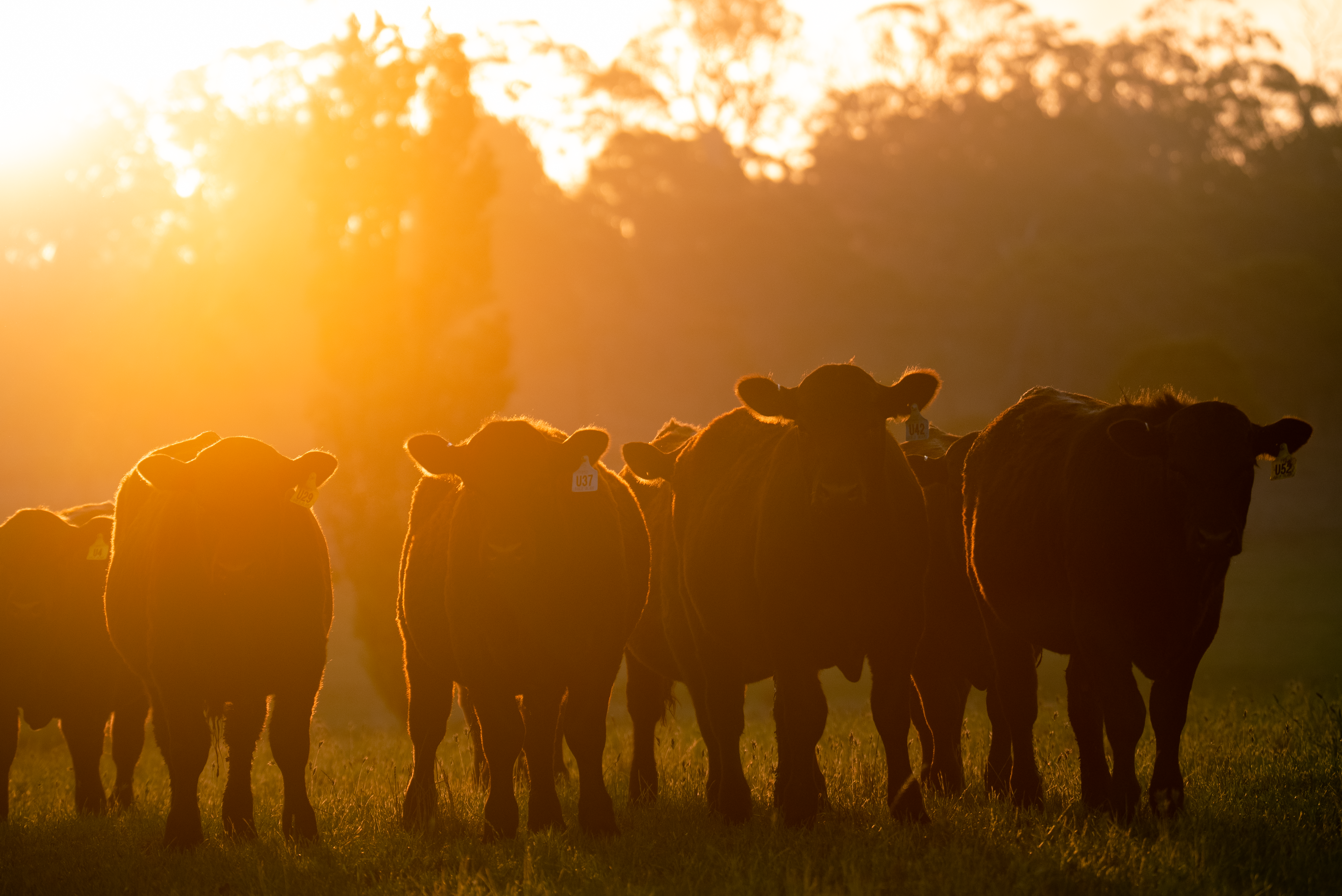 Lessons from Roma: Fertility key to beef’s future