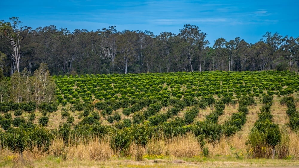 Centuria expands agricultural platform to $1.3b with Arrow acquisition