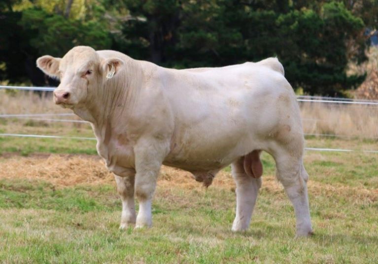 The curtain closes on another successful Autumn stud sale season